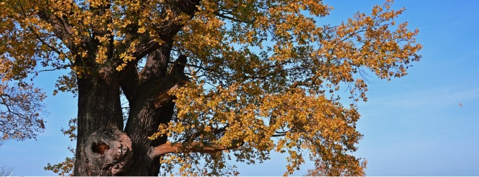 Oak tree with knothole