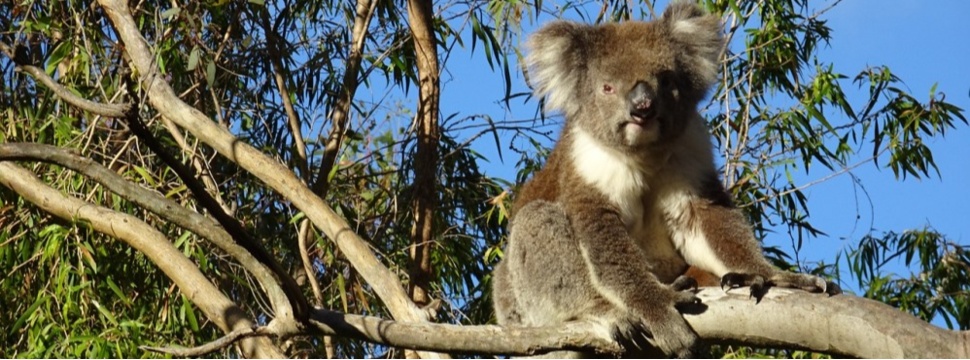 Koala in a eucalypt tree