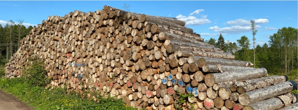 Papierindustrie: Holz eher nicht als Energieträger