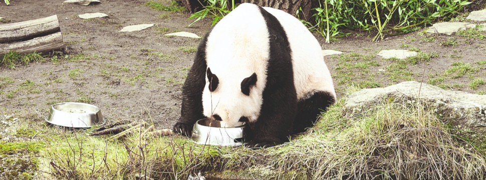 Pandas receive special food
