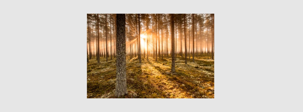 Stora Enso launches biodiversity programme for own forests in Sweden