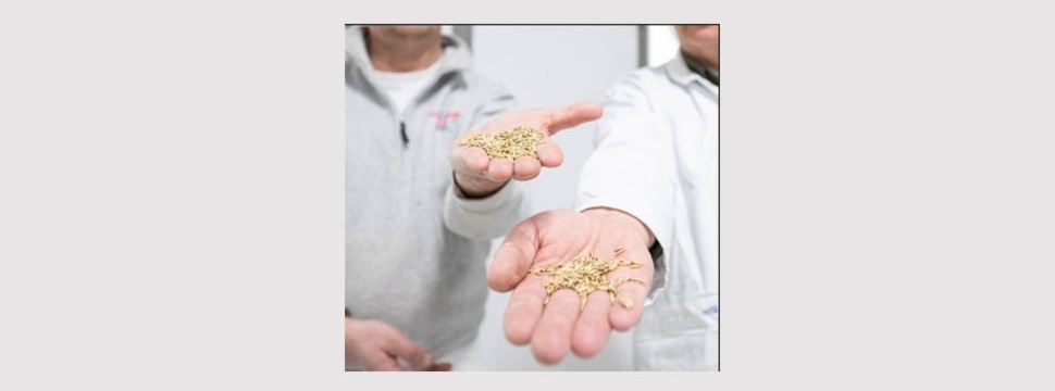 Södra develops a new paper pulp – combining forest raw materials with oat hulls