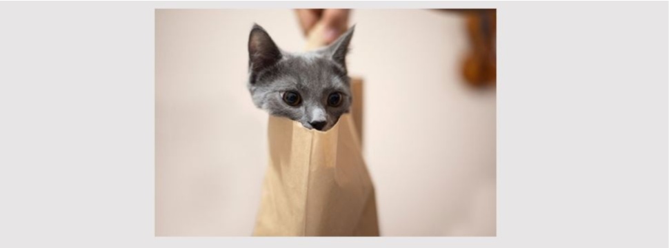 A paper bag can be helpful in many ways, at least that's what this cat thinks.