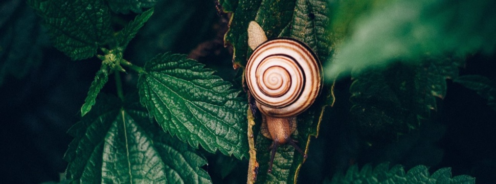 Eine Schnecke sollte lieber pflanzliches Material essen als Papier.