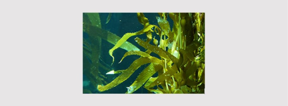 DS Smith: Could Seaweed be used as an alternative fibre source for paper and packaging?