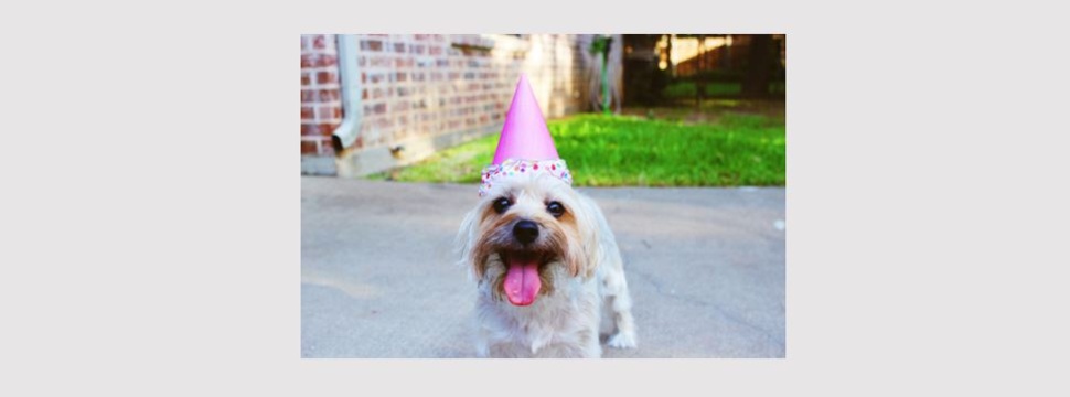 Dog with pointed hat