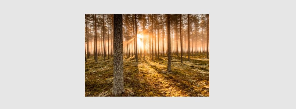 Stora Enso startet Biodiversitätsprogramm für eigene Wälder in Schweden