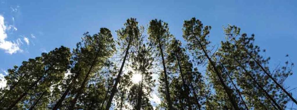 Wald und Nachhaltigkeit