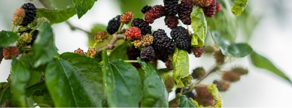 Mulberry tree