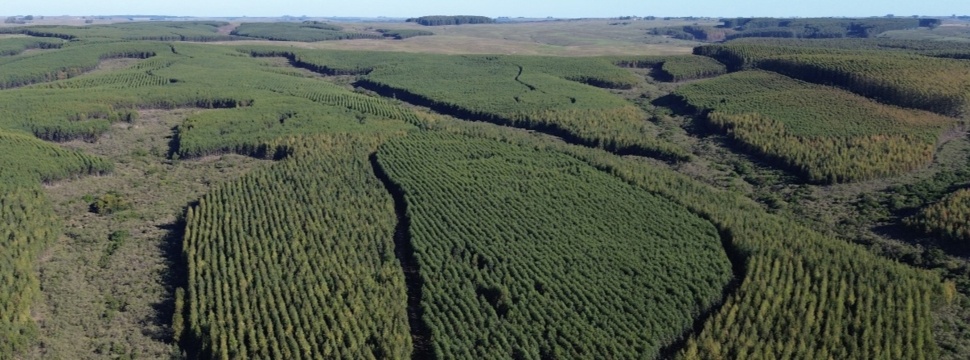 Forstanlagen von CMPC in Brasilien