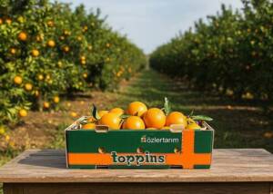 Mondi's transport packaging for fruit and vegetables Mondi's transport packaging for fruit and vegetables
