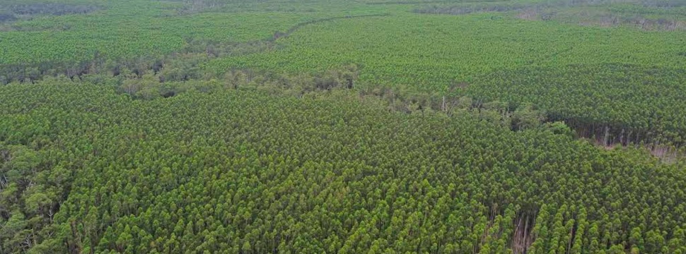 Der Kauf von Eukalyptuswäldern unterstützt die Wachstumsstrategie des Unternehmens und sichert die langfristige Holzversorgung für die Herstellung von Bioprodukten.