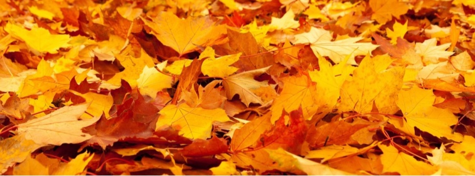 Fallen leaves