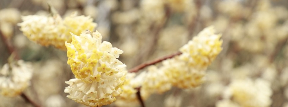 Papierstrauch (Edgeworthia chrysantha)