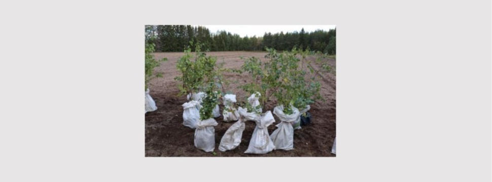 Segezha Group hilft bei der Erhaltung der karelischen Birke