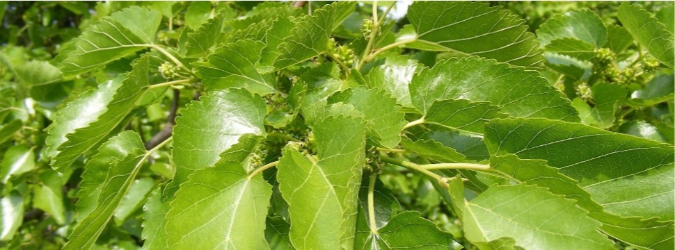 Paper mulberry tree