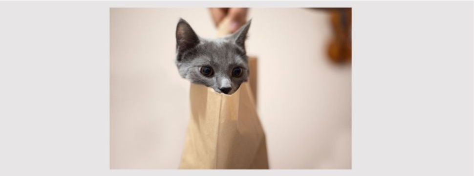 Papiertüten sind in vielen Situationen hilfreich - das findet auch diese Katze.