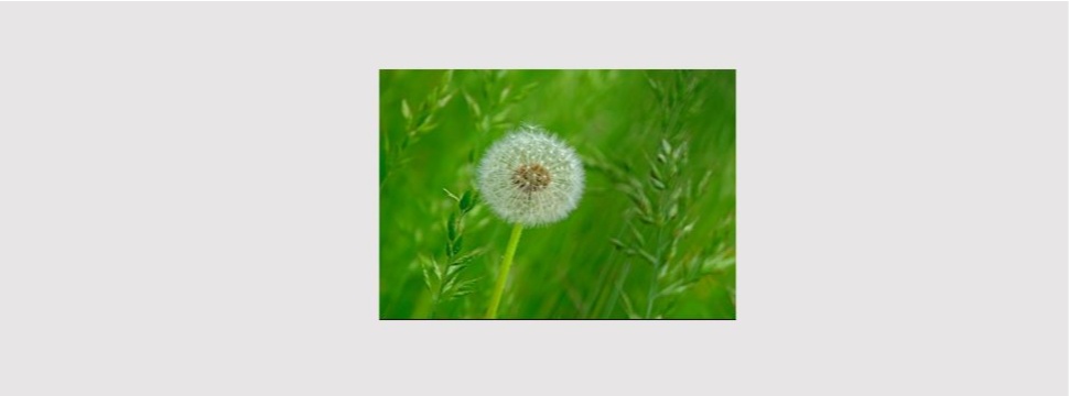 Dandelion - It is worth more than a penny or a "pappenstiel", because it is insect-friendly.
