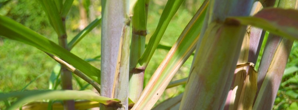 Sugar cane