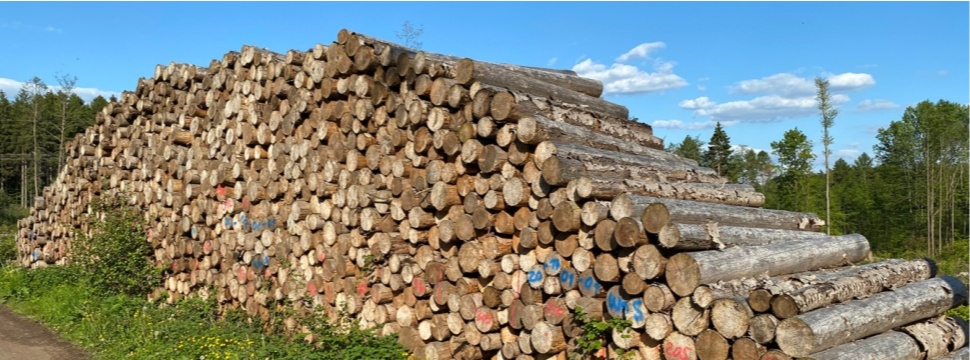 Papierindustrie: Steigende Anforderungen an die Forstwirtschaft